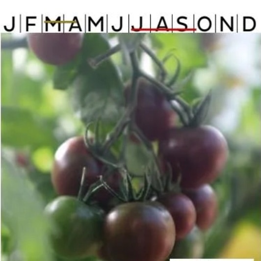 Tomat Hög Black Cherry Organic