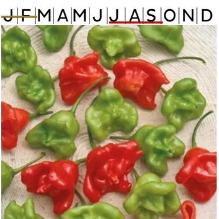 Chilipeppar Jamaican Bell