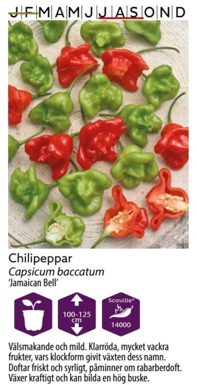 Chilipeppar Jamaican Bell