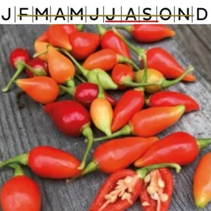 Chilipeppar Biquinho