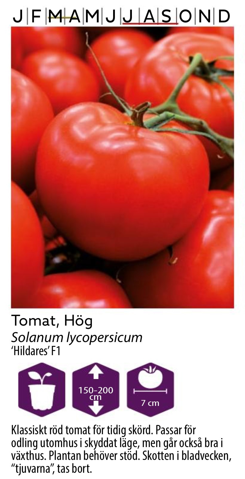 Tomat Hög Hildares