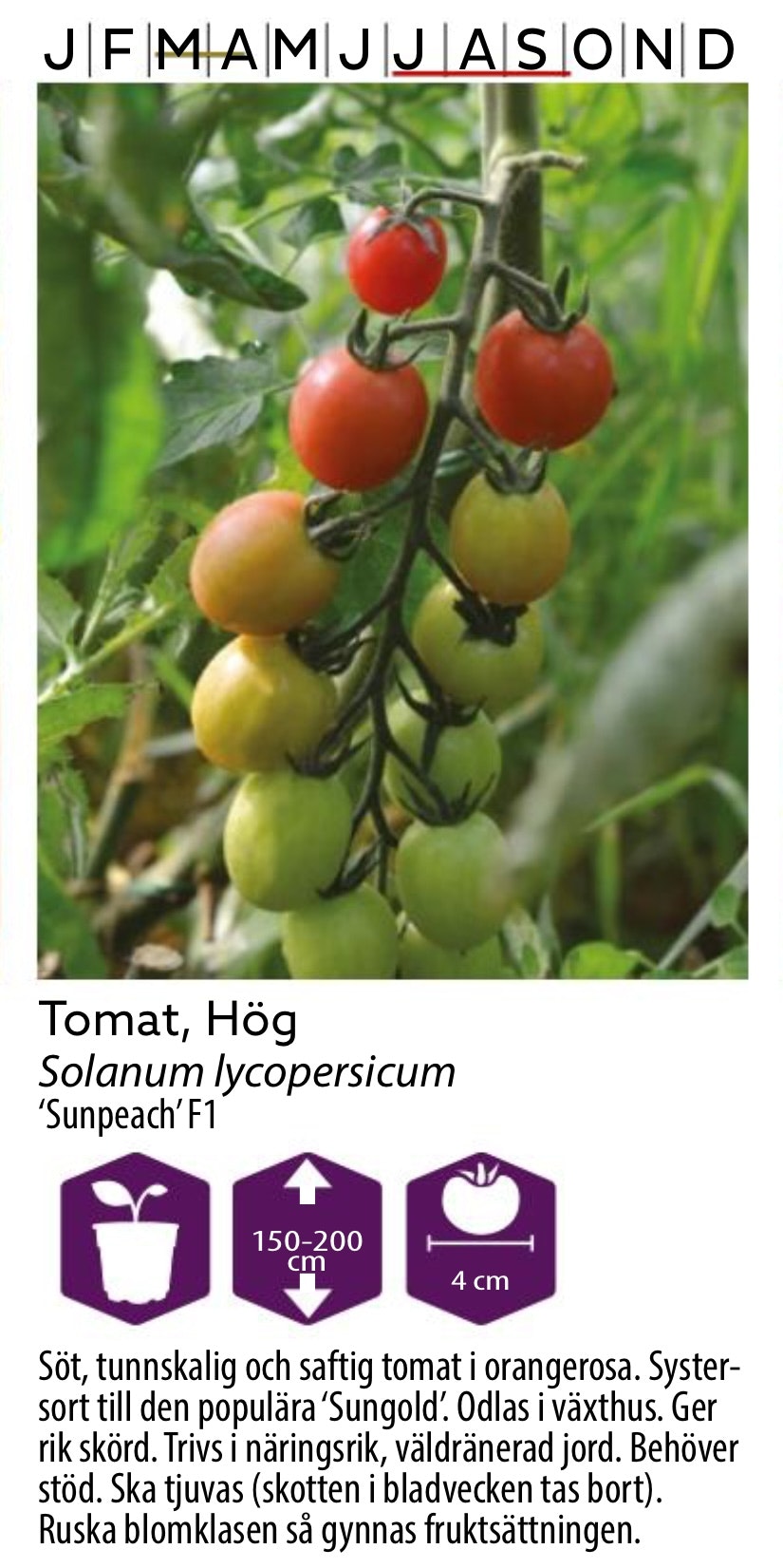 Tomat Hög Sunpeach
