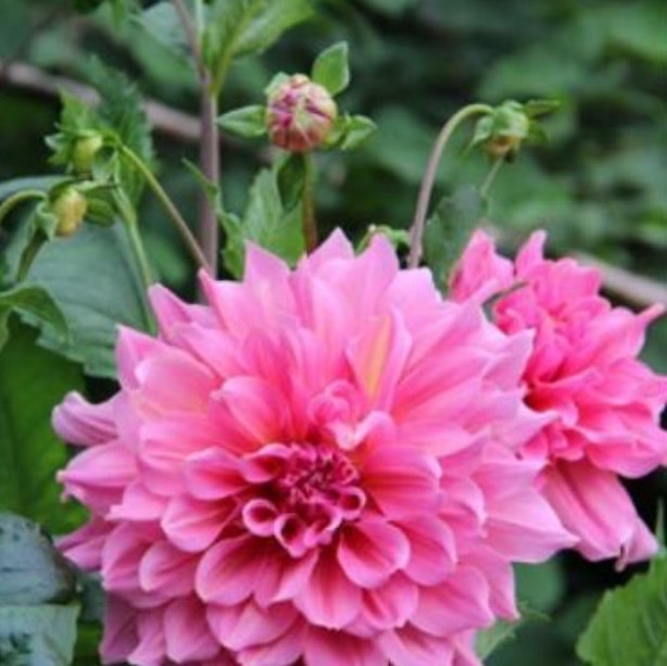 Dahlia Hög Dekorativ Ottos Thrill