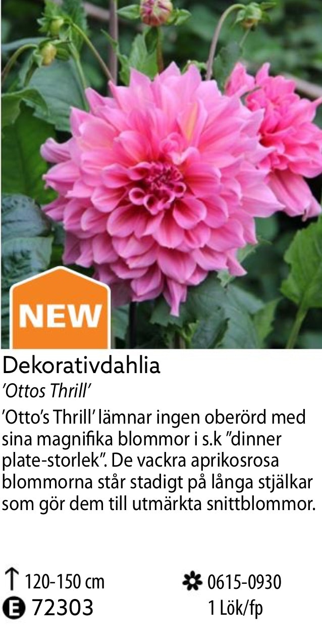 Dahlia Hög Dekorativ Ottos Thrill