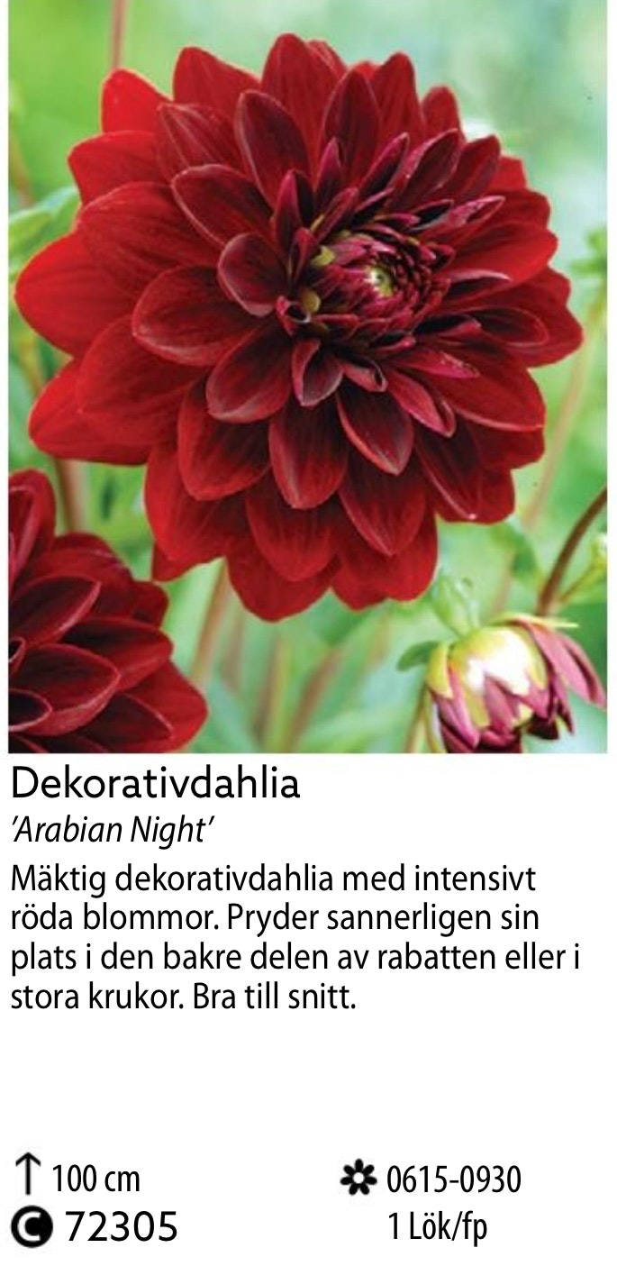 Dahlia Hög Dekorativ Arabian Night Mörkröd