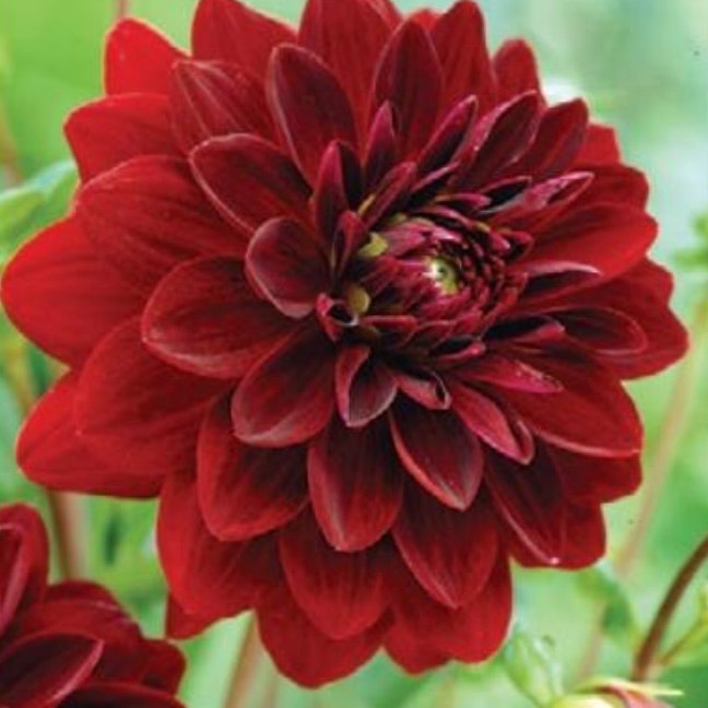 Dahlia Hög Dekorativ Arabian Night Mörkröd