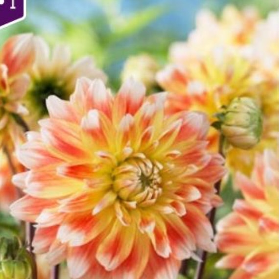 Dahlia Hög Peaches n’Cream