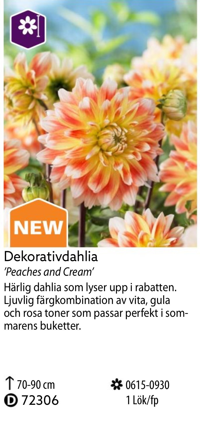 Dahlia Hög Peaches n’Cream