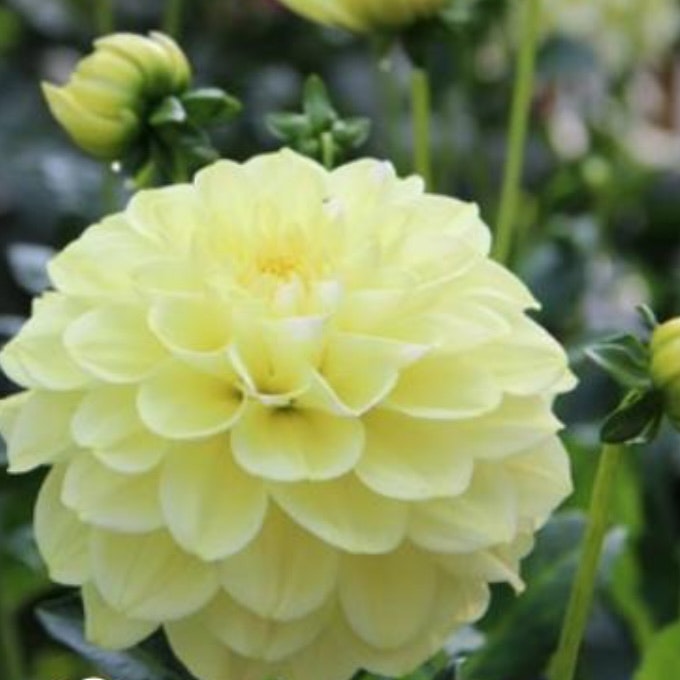 Dahlia Hög Dekorativ Caramel Antique
