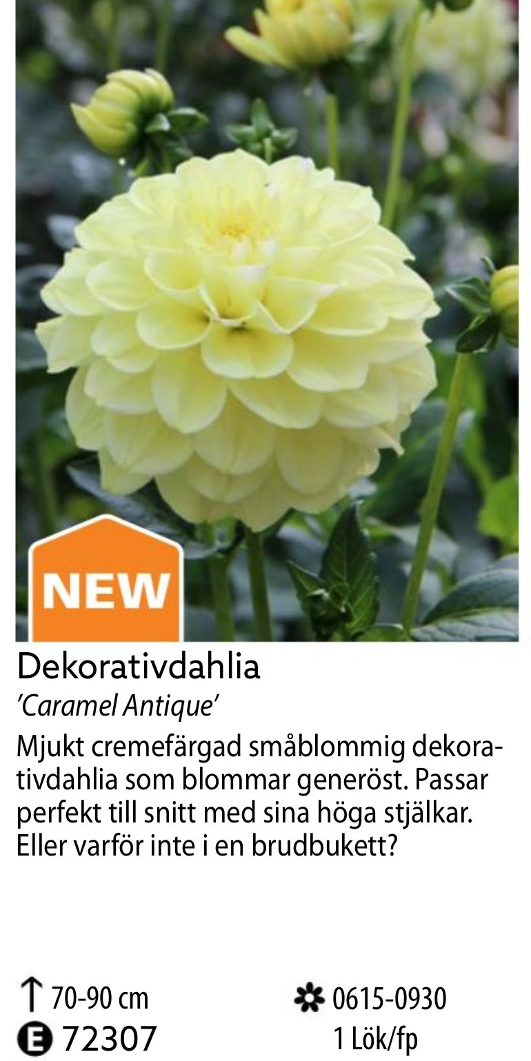 Dahlia Hög Dekorativ Caramel Antique