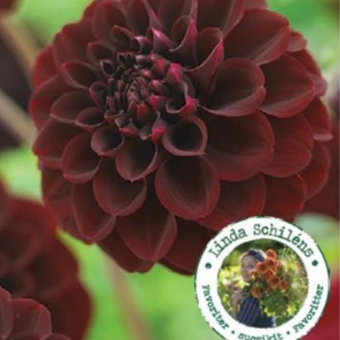 Dahlia Hög Boll La Recoleta Choklad
