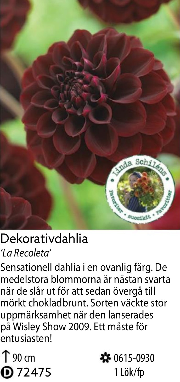 Dahlia Hög Boll La Recoleta Choklad