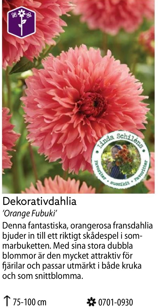 Dahlia Hög Dekorativ Orange Fubuki