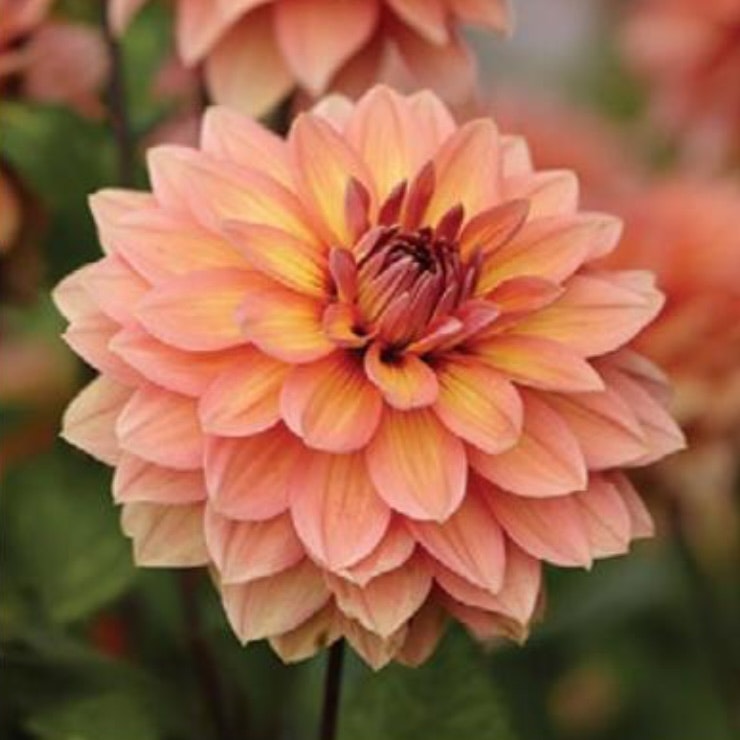 Dahlia Låg Näckros Pink Magic