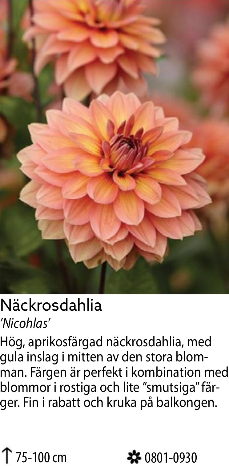 Dahlia Låg Näckros Pink Magic