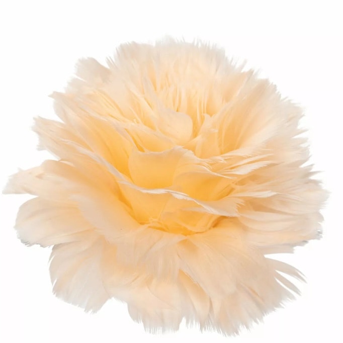 Fjäderblomma Med Clip Aprikos