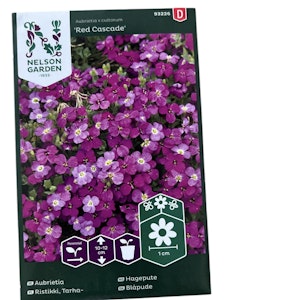 Aubrietia Red Cascad