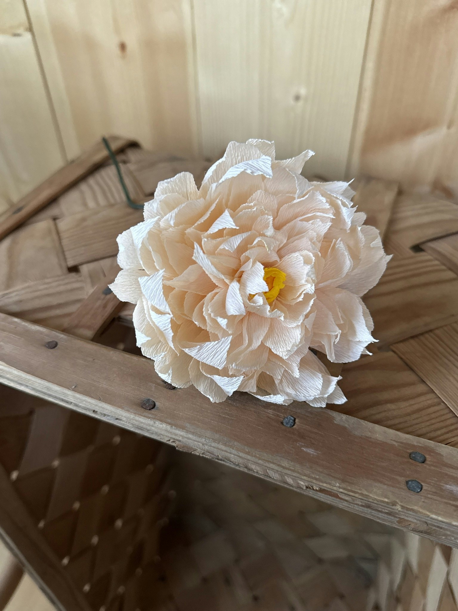 Pion, puderrosa