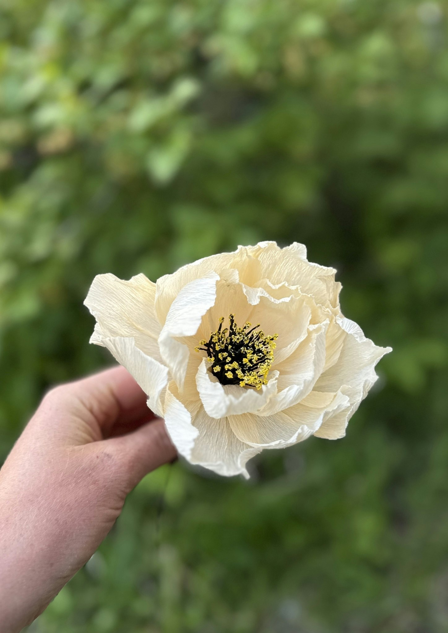 Pion, creme