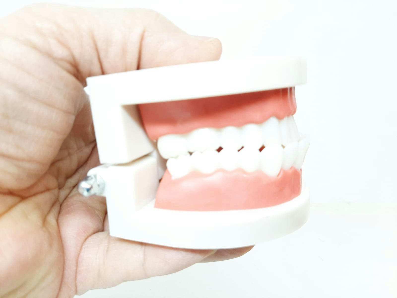 Dental tandmodell / Löständer (tand modell)