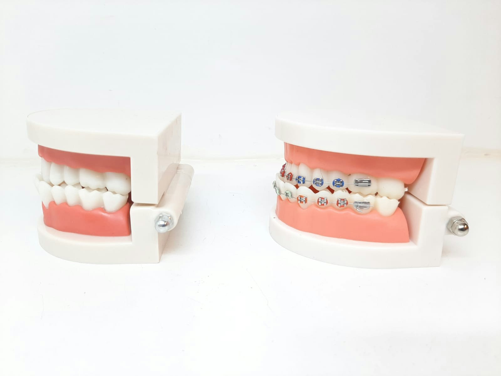 Dental tandmodell / Löständer (tand modell)