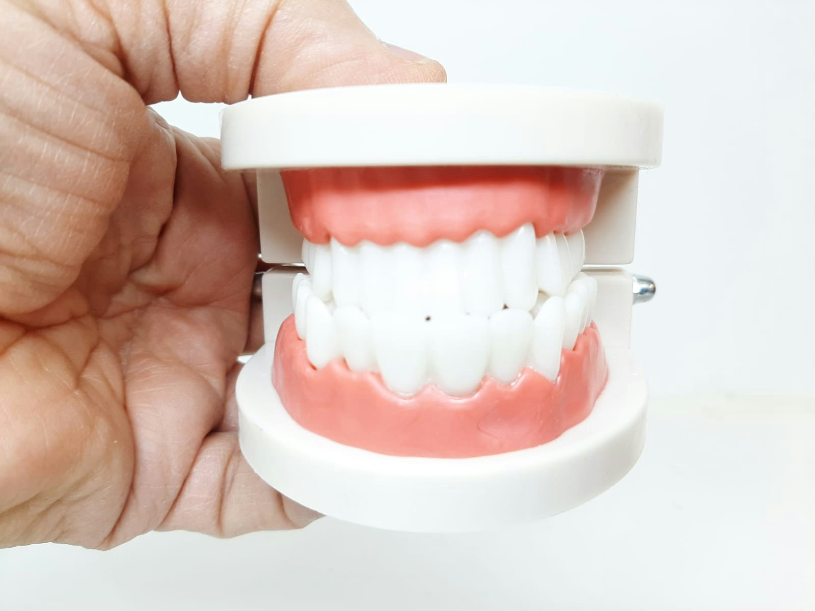 Dental tandmodell / Löständer (tand modell)