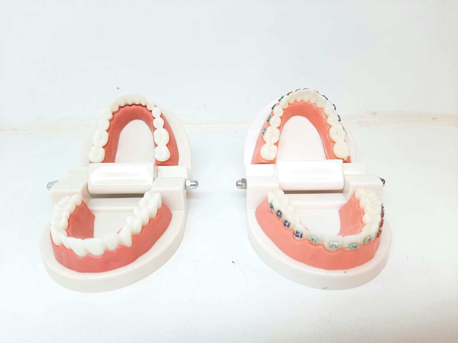 Dental tandmodell / Löständer (tand modell)