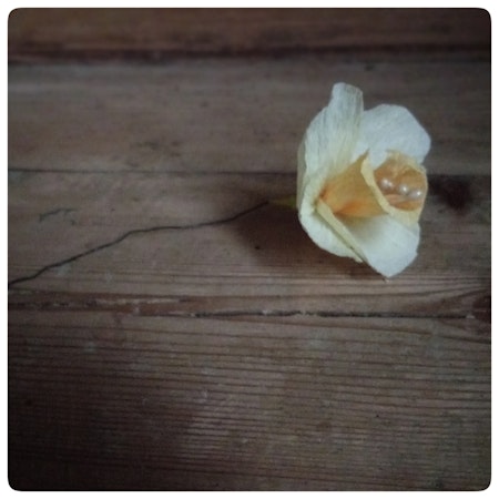 Påsklilja