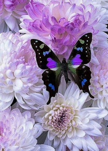 Lilla sommerfugl på hvite blomster