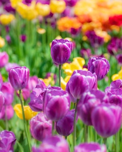 Blomster Tulip bloom ©Sean O'Mara
