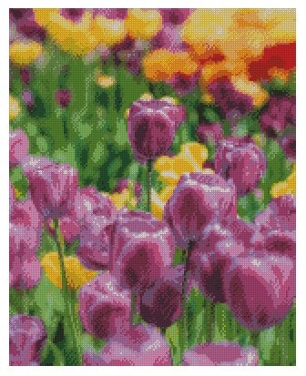 Blomster Tulip bloom ©Sean O'Mara