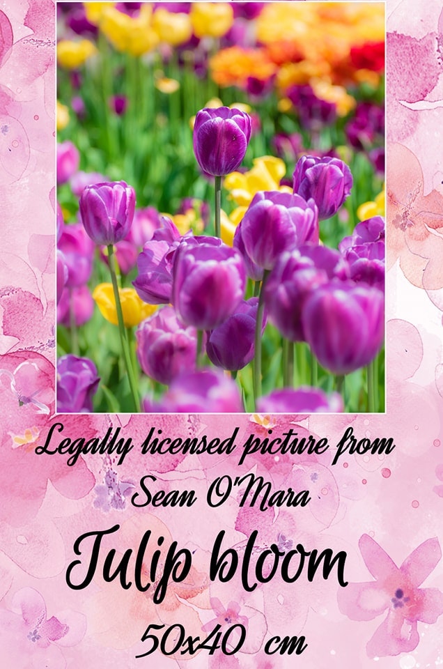 Blomster Tulip bloom ©Sean O'Mara