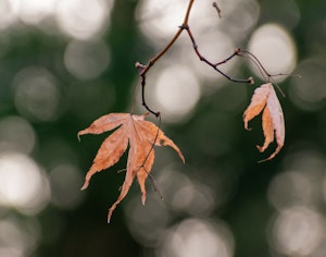Natur Some frozen leaves on a cold winter's morning ©Sean O'Mara