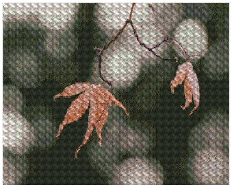 Natur Some frozen leaves on a cold winter's morning ©Sean O'Mara