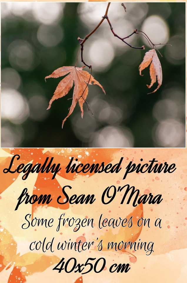 Natur Some frozen leaves on a cold winter's morning ©Sean O'Mara