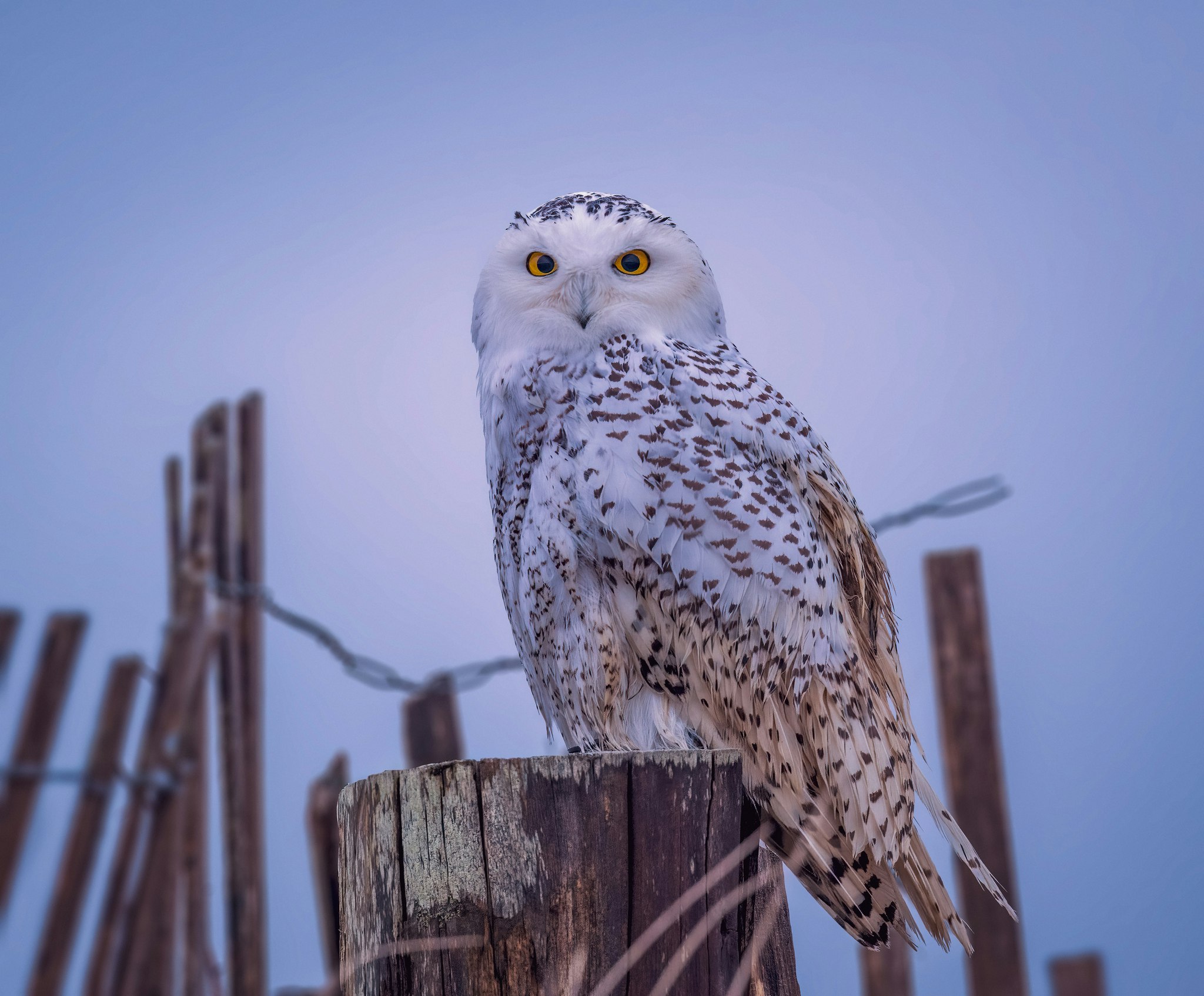 Ugle The snowy owl ©Guilong Charles Cheng