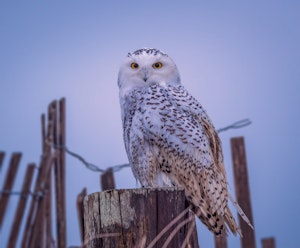 Ugle The snowy owl ©Guilong Charles Cheng