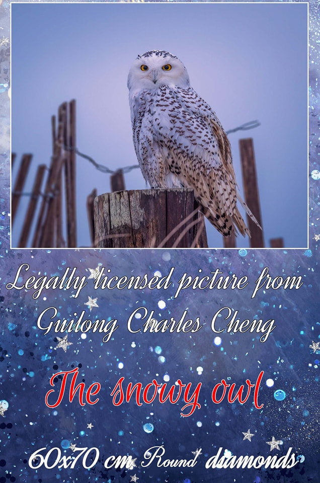 Ugle The snowy owl ©Guilong Charles Cheng