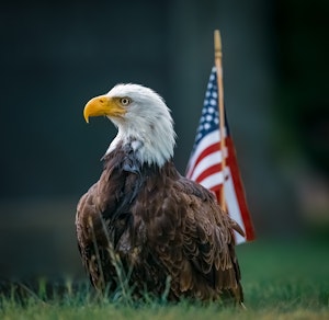 Ørn Patriotic eagle ©Guilong Charles Cheng