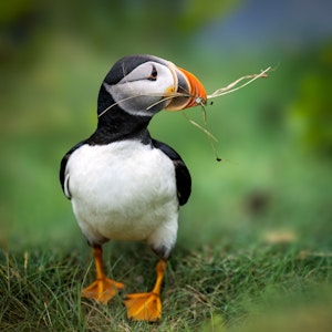 Lundefugl Hard working puffin ©Guilong Charles Cheng