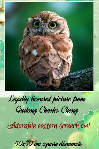 Ugle Adorable eastern screech owl ©Guilong Charles Cheng