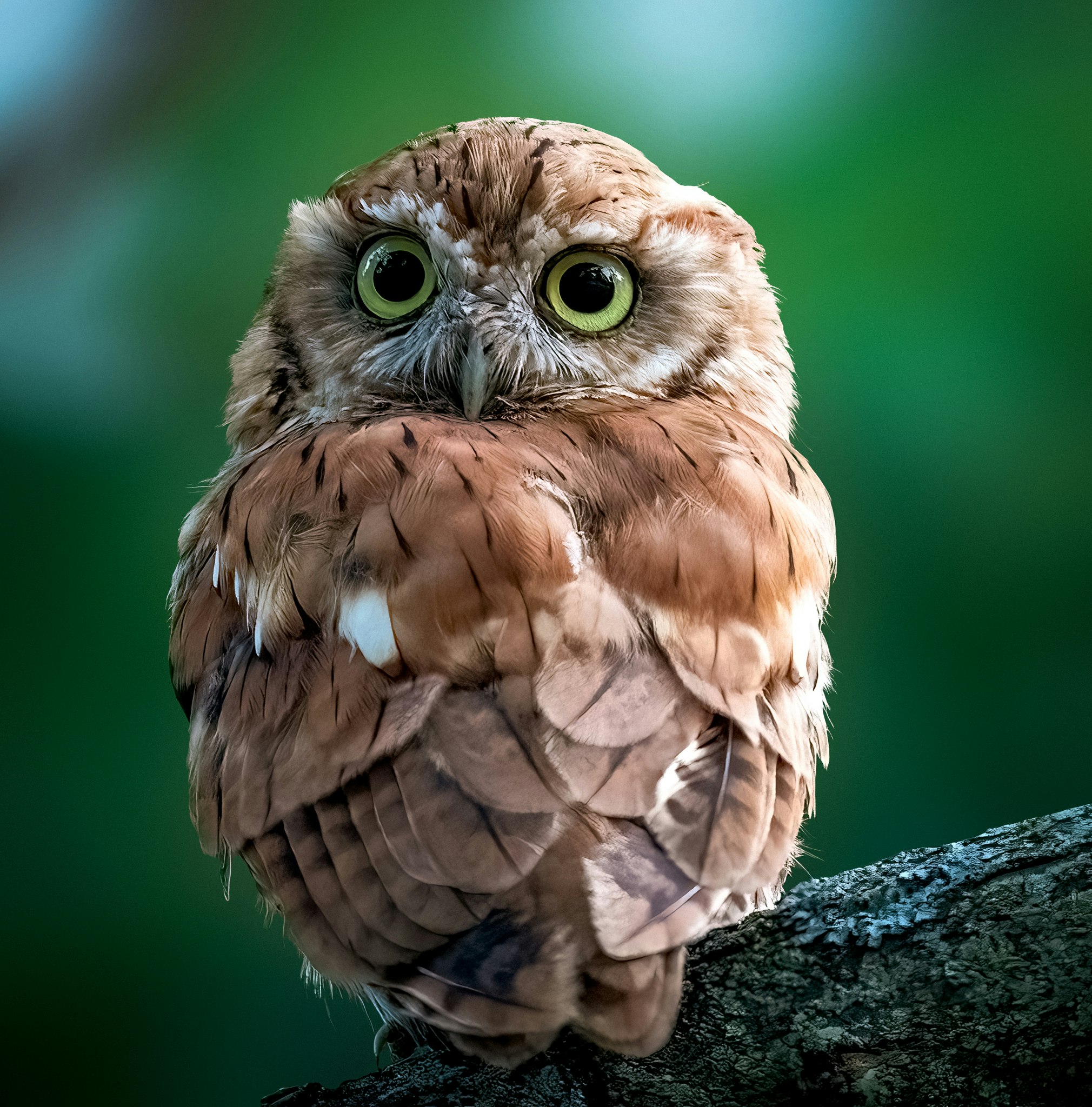 Ugle Adorable eastern screech owl ©Guilong Charles Cheng
