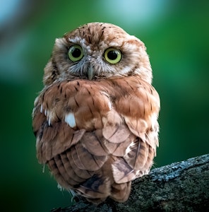 Ugle Adorable eastern screech owl ©Guilong Charles Cheng