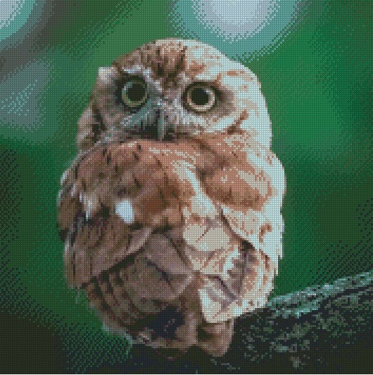Ugle Adorable eastern screech owl ©Guilong Charles Cheng