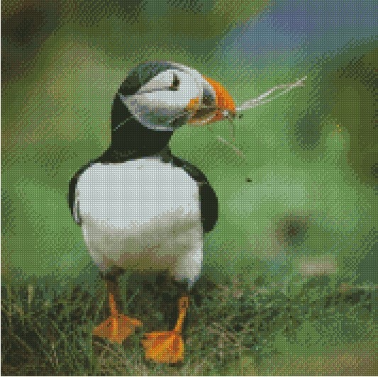 Lundefugl Hard working puffin ©Guilong Charles Cheng