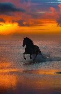 Hest vasser i solnedgang
