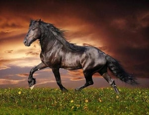Hest blant mørke skyer