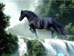 svart hest påfossen