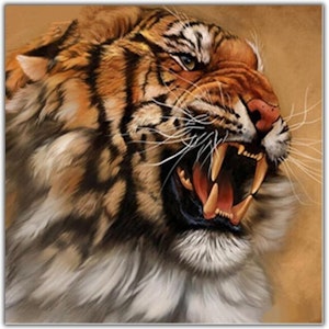 Snerrende tiger