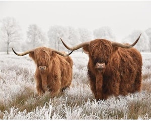 Highland cows